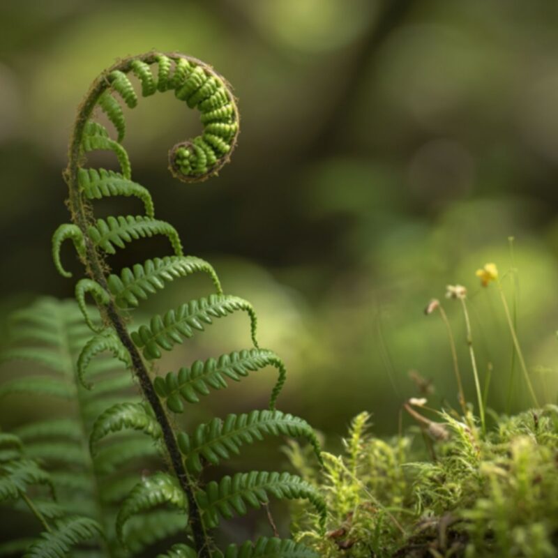 fern leaf - fractal, infinite complexity organized in perfect, repeated structure