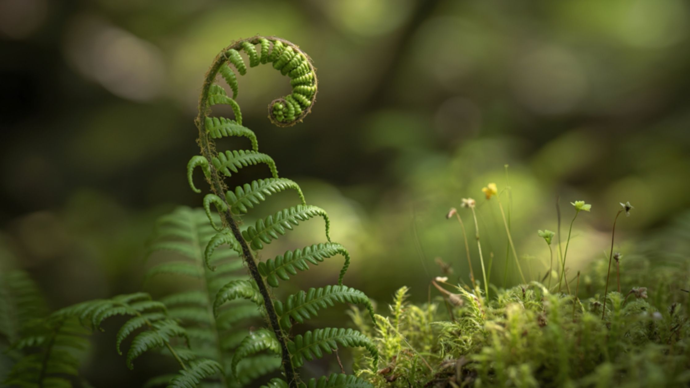 fern leaf - fractal, infinite complexity organized in perfect, repeated structure