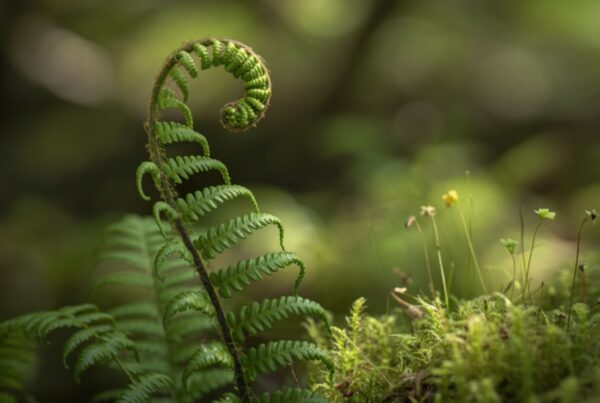 fern leaf - fractal, infinite complexity organized in perfect, repeated structure